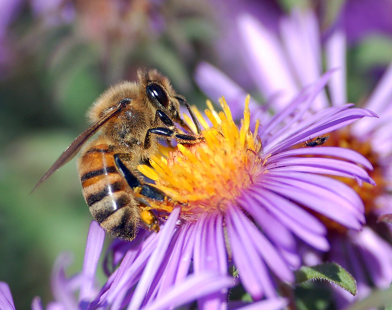 A honeybee collecting nectar from a purple aster flower