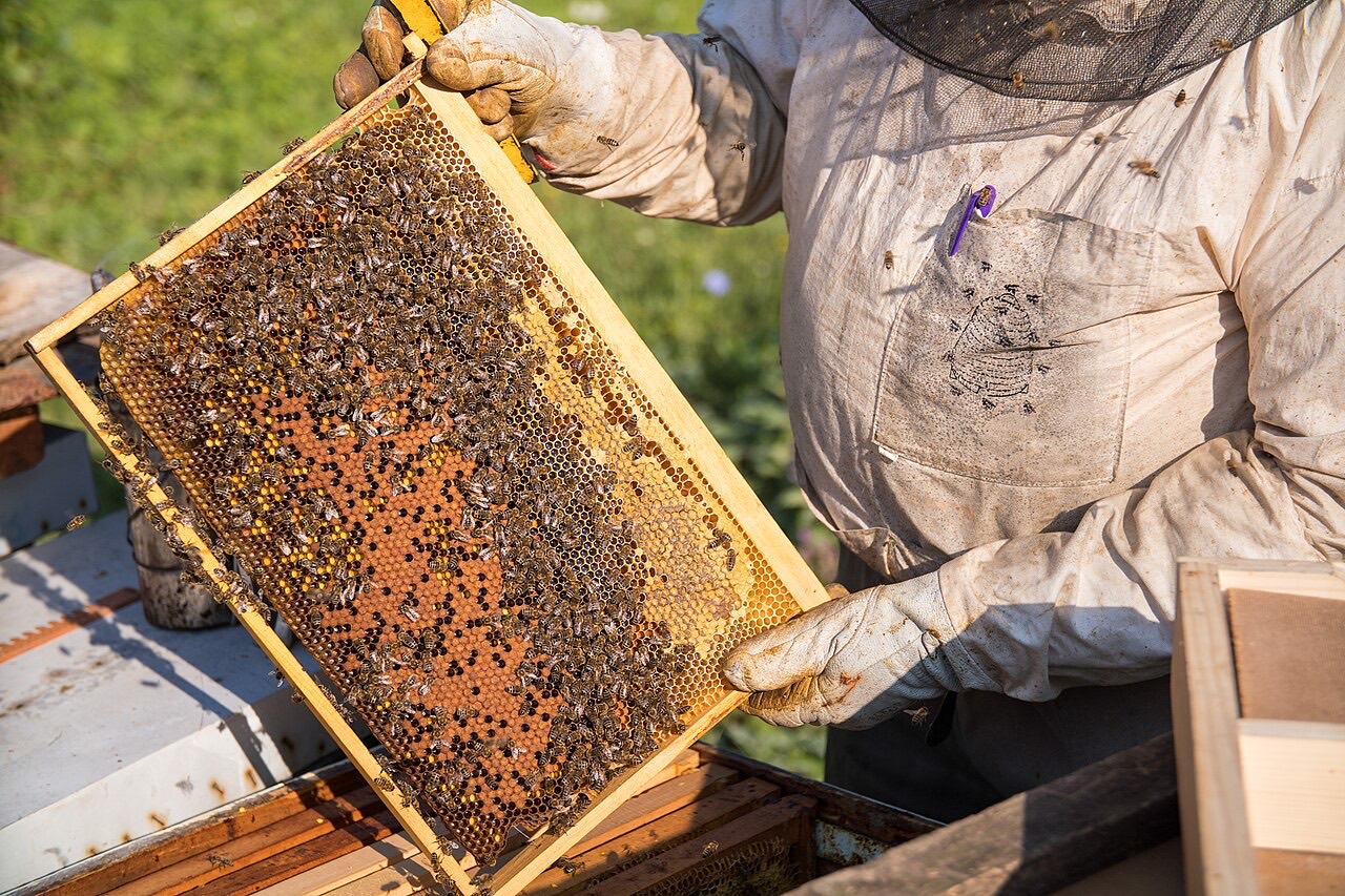 A beekeeper in a protective suit holding up a hive frame covered in honeybees