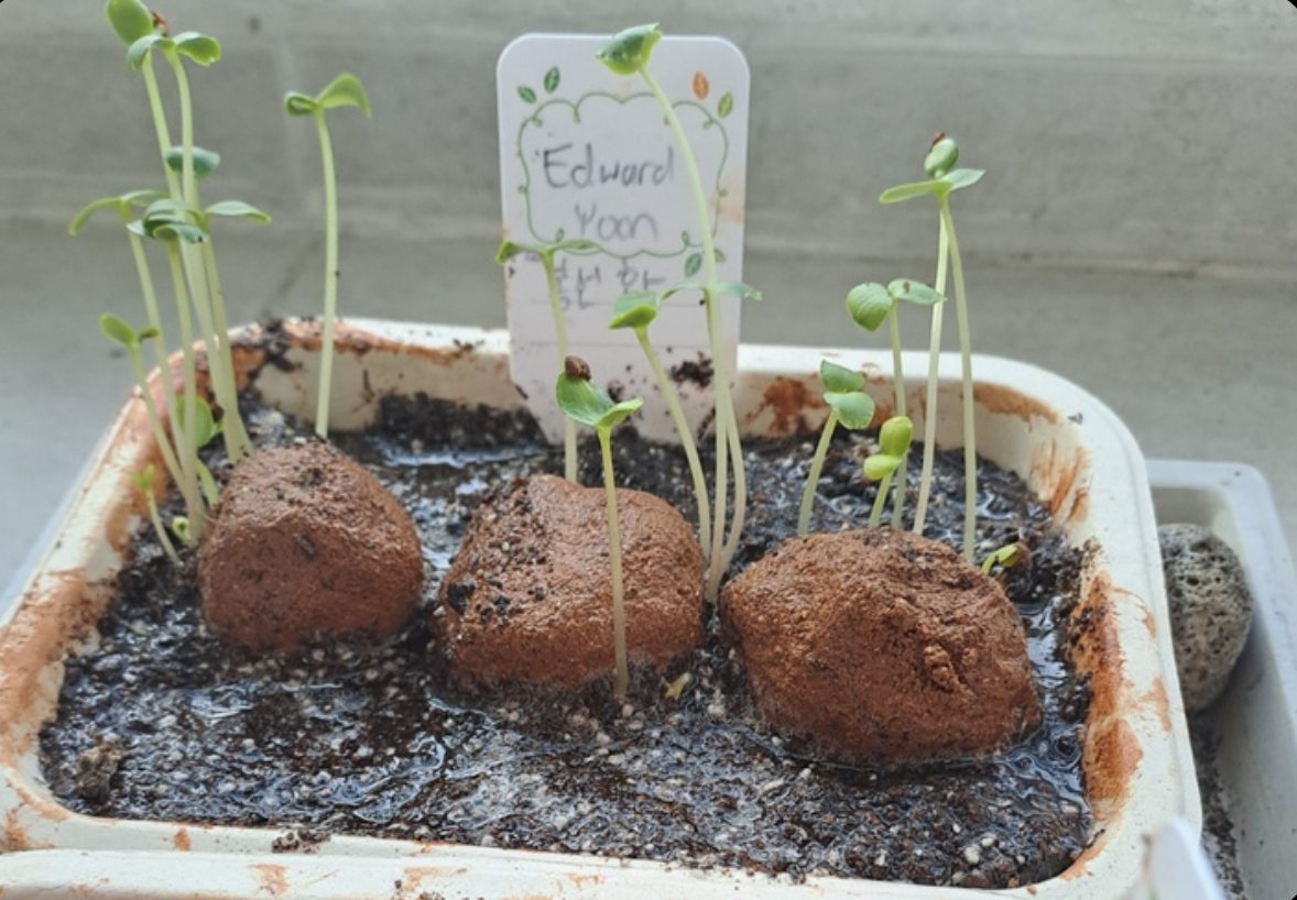Flower seedballs sprouting in a recycled-bottle pot